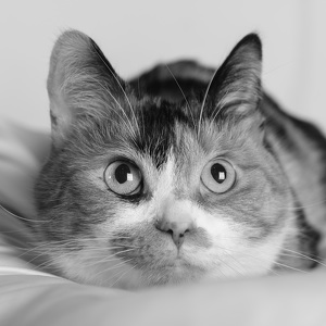 Fundraising Page: Mops Davis